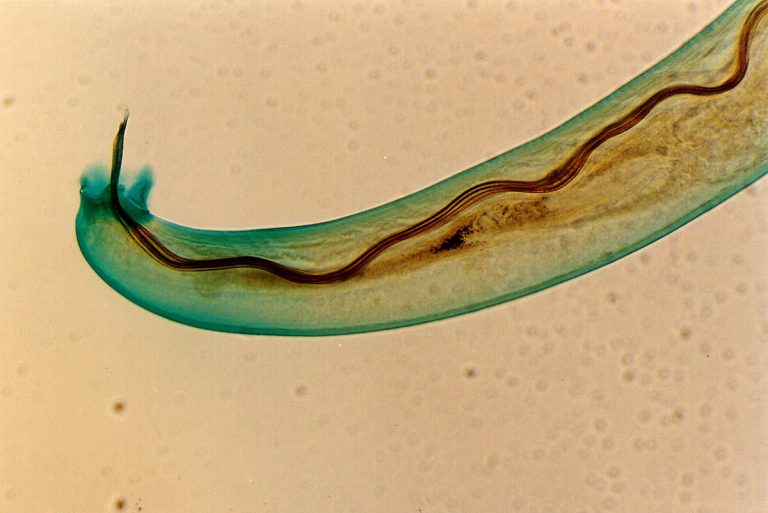 La UIB identifica en Mallorca a los huéspedes intermediarios de Angiostrongylus cantonensis por primera vez en Europa