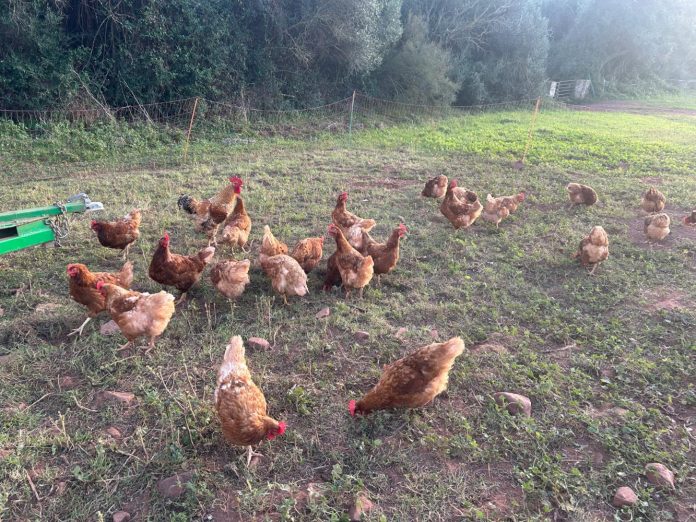 consejos de gestión de aves de corral para evitar conflictos con las rapaces