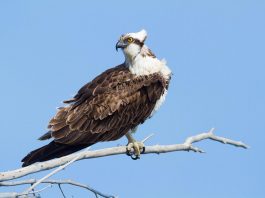 resultados del seguimiento de la nidificación de especies de rapaces de las Illes Balears durante el 2023