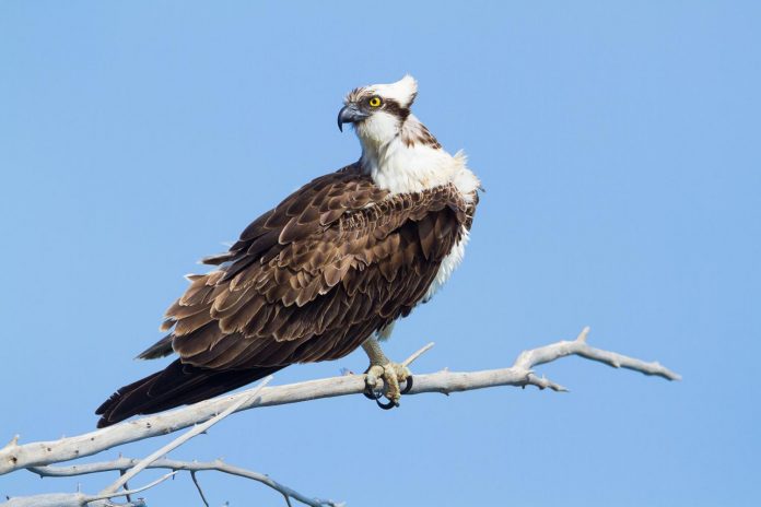 resultados del seguimiento de la nidificación de especies de rapaces de las Illes Balears durante el 2023