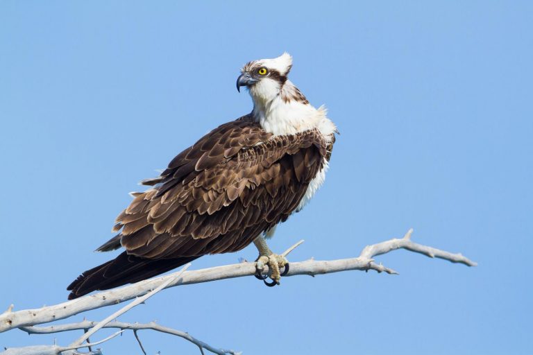 Resultados de la nidificación de especies de rapaces de las Illes Balears durante el 2023