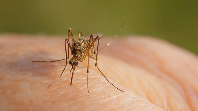 La UIB acoge un congreso internacional sobre el control de mosquitos y otros vectores