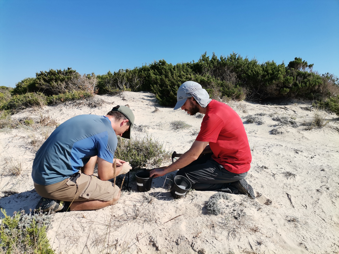 BioLitoral, un proyecto de investigación sobre la biología de la conservación de plantas singulares del litoral de las islas Baleares