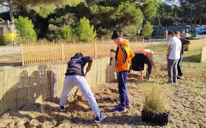 Un centenar de alumnos del IES Santanyí participan en la plantación de árboles frutales y de especies propias de los hábitats dunares en el Parc Natural de Mondragó