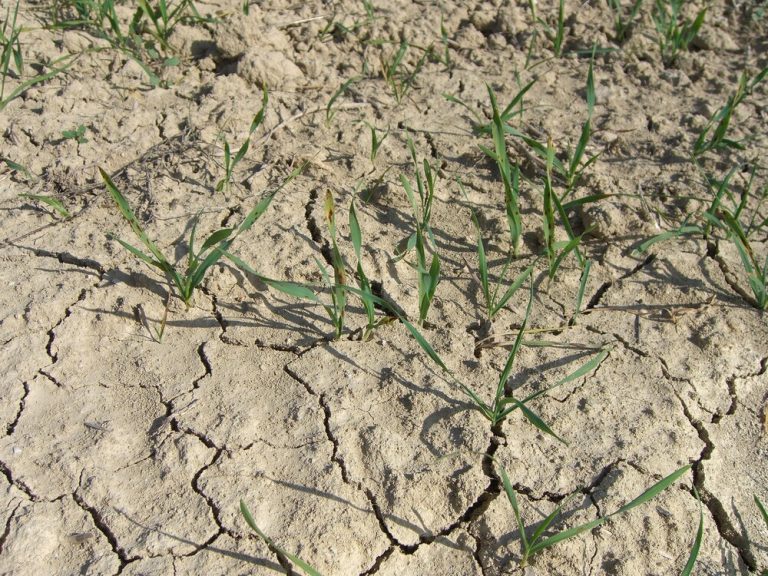 Comisión para la Respuesta y Adaptación del Sector Agrario de las Illes Balears al Cambio Climático
