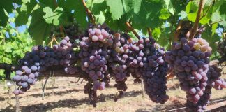 La producción de vino de calidad de las Illes Balears crece un 3,5 % en 2025 y alcanza los 55.126 hectolitros La producción de vinos de calidad diferenciada de las Illes Balears logra su máximo histórico