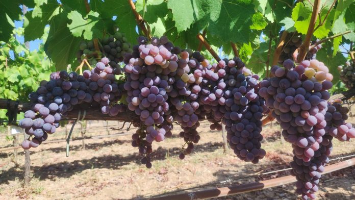 La producción de vinos de calidad diferenciada de las Illes Balears logra su máximo histórico