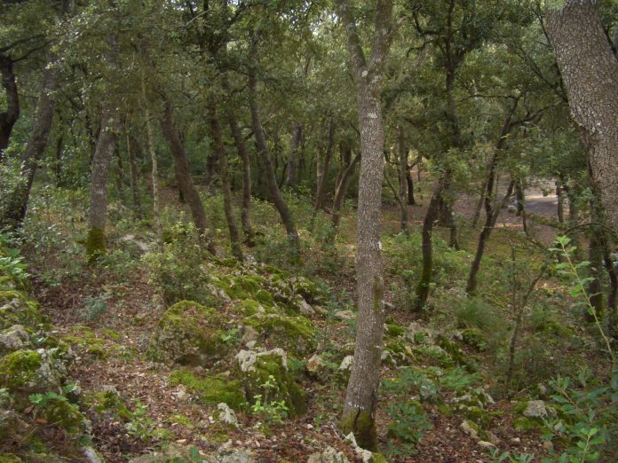 Xarxa Forestal publica la tercera edición de la Guía de los bosques de las Illes Balears