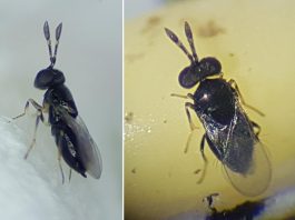 detecta, por primera vez en las Illes Balears, la presencia de la microavispa 'Oobius rudnevi' en Mallorca