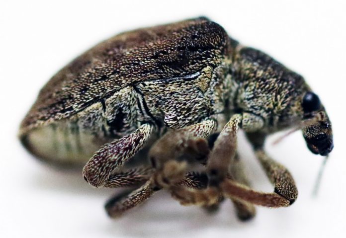 Medio Natural confirma el hallazgo del escarabajo exótico e invasor 'Gonipterus platensis' en Mallorca