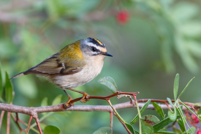 Las 388 especies de pájaros de Baleares, en la quinta edición actualizada del manual clásico de Joan Mayol, publicada por Nova Editorial Moll