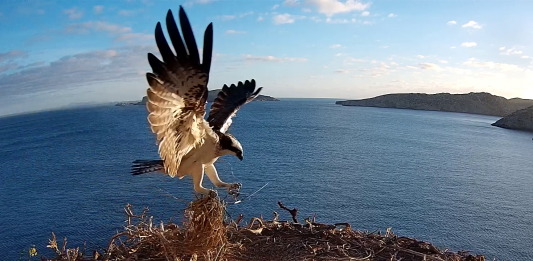 Se instala una cámara en un nido de águila pescadora en el Parque Nacional de Cabrera