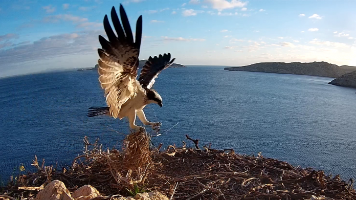 Se instala una cámara en un nido de águila pescadora en el Parque Nacional de Cabrera