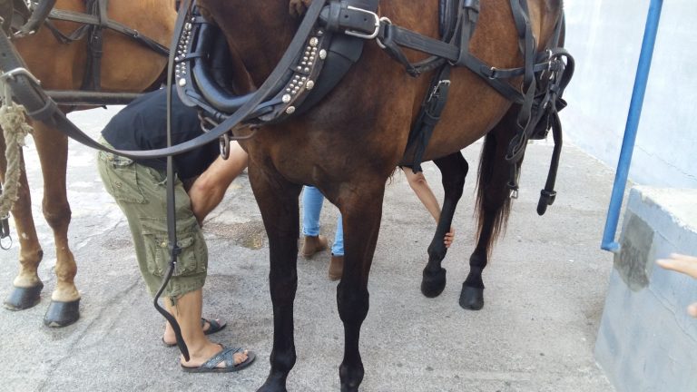 tramitado todas las denuncias presentadas por actuaciones que afectan a los caballos de las galeras
