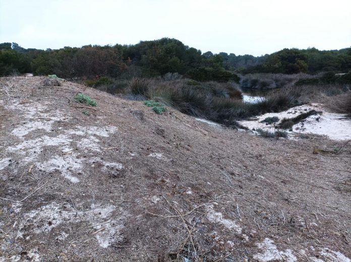Medio Natural retira los montones de restos de posidonia acumulados de hace décadas