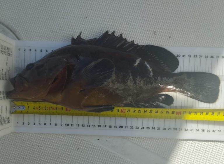 Denuncias por pesca ilegal en reservas marinas de las Illes Balears
