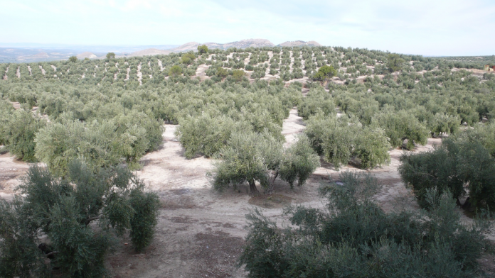 Un modelo matemático caracteriza diferentes enfermedades producidas por la bacteria «Xylella fastidiosa»