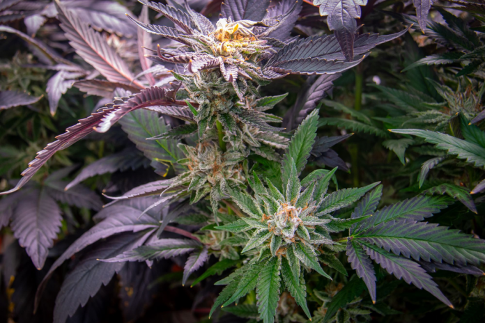 La UIB estudia la mejora de los cultivos de cannabis con fines medicinales