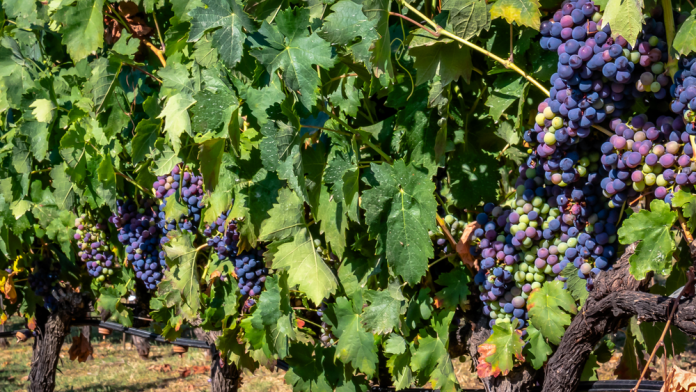 cambios para adaptar los vinos baleares a la sequía