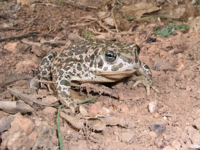 Reintroducir el sapo balear en zonas húmedas de Ibiza