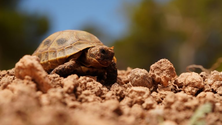 Los centros de recuperación de fauna silvestre de las Illes Balears atendieron más de 6.700 animales durante el 2023