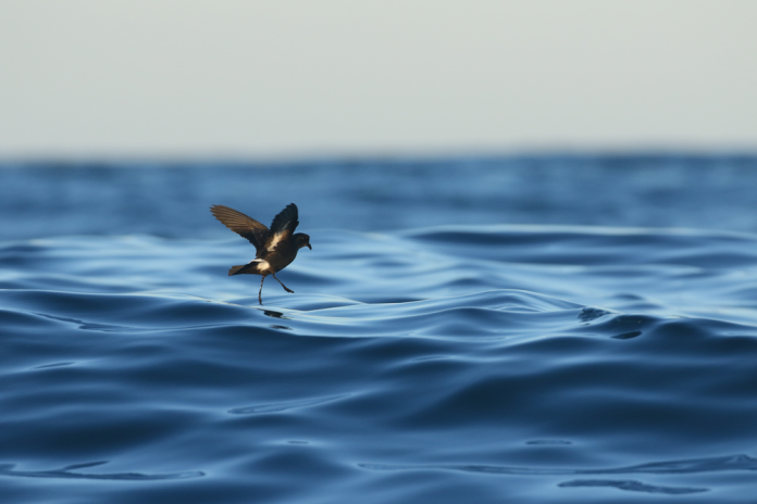 La UIB y el IMEDEA lideran un proyecto europeo para proteger las aves de tormenta