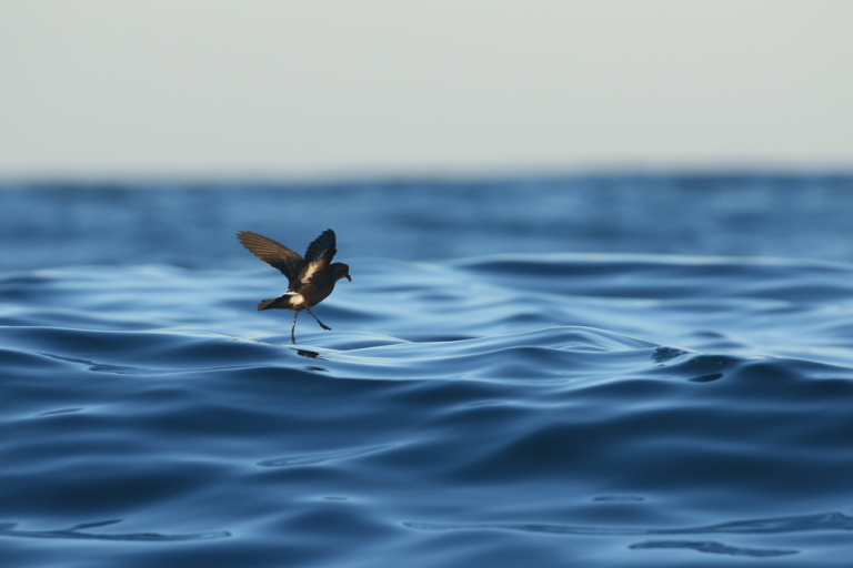 La UIB y el IMEDEA lideran un proyecto europeo para proteger las aves de tormenta