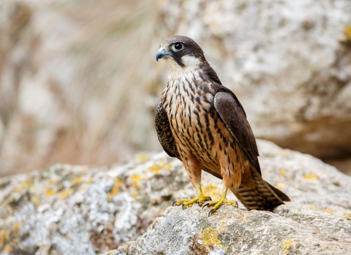 Medio Natural conmemora el Día Mundial de las Aves Migratorias, que este año se centra en la importancia de los insectos para conservarlas