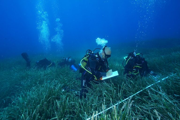 Mejora el estado de las praderas de posidonia de Baleares