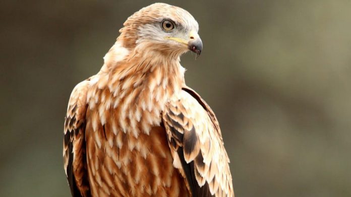 Nuevo número de la colección «Quaderns de Natura» dedicado a las buenas prácticas de actividades rurales para aves rapaces
