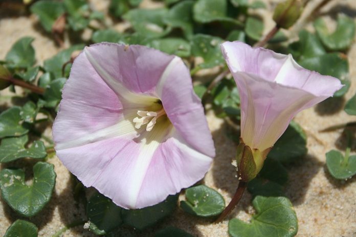 Biomaratón de Flora Española