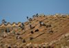 Se adelanta la caza de palomas y torcaces para reducir los daños en el campo Emergencia cinegética temporal para regular las poblaciones de palomas