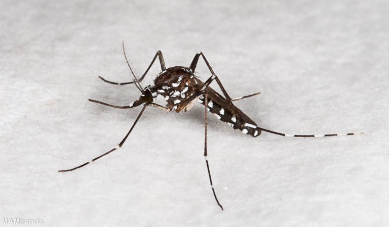 Primera red española de vigilancia de insectos y garrapatas transmisores de enfermedades
