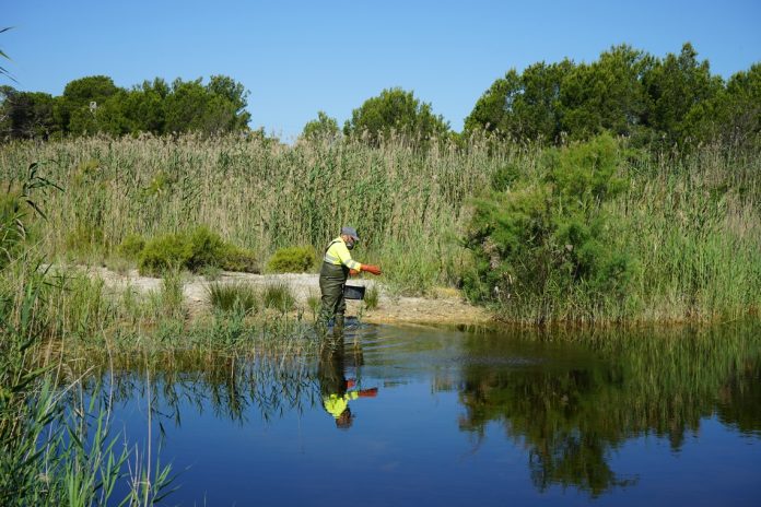 Aprobado inicialmente el Plan de Reconversión de Platja de Palma en el ámbito de ses Fontanelles
