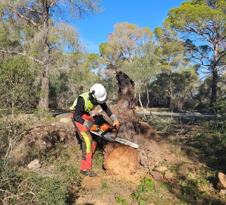 La Conselleria de Agricultura impulsa un proyecto para adaptar los bosques de las Illes Balears al cambio climático