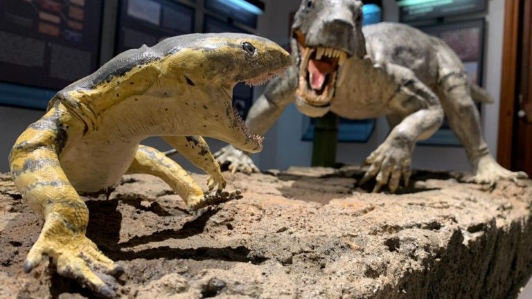 Descubierto en Mallorca el ‘dientes de sable’ más antiguo del mundo con 270 millones de años