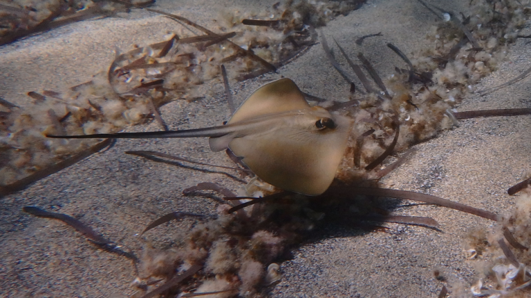 Un proyecto europeo busca proteger los taurinos y rajadas en el Mediterráneo