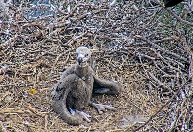 Empieza la época de nacimiento de los pollos de buitre negro en Mallorca y el Govern pide colaboración ciudadana para proteger la nidificación
