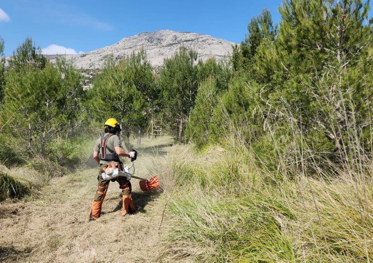 Actuación en Míner Gran para prevenir incendios y conservar las repoblaciones de pino y encina