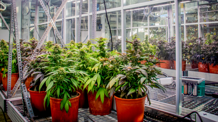 Jornada sobre el presente y futuro del cannabis medicinal