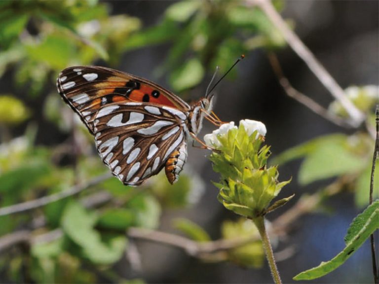 “La extinción de los polinizadores pone en riesgo la biodiversidad y nuestra salud”, alerta la científica Anna Traveset