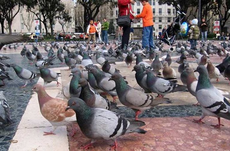 Palma adjudica por más de 181.000 euros el nuevo contrato de control poblacional de palomas