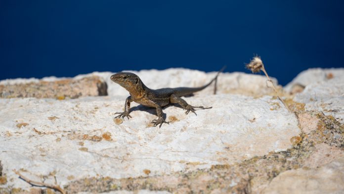 Campaña intensiva para frenar la expansión de serpientes invasoras en el Parque Natural de Sa Dragonera El hallazgo de un ejemplar de serpiente de herradura activa un plan urgente de prospección y trampeo para proteger la biodiversidad de la isla Palma, 5 de mayo de 2025 — El Govern balear, a través de la Conselleria de Agricultura, Pesca y Medio Natural, ha puesto en marcha una campaña preventiva intensiva para localizar y capturar serpientes invasoras en el Parque Natural de Sa Dragonera, tras confirmarse la presencia inédita de un ejemplar de serpiente de herradura (Hemorrhois hippocrepis) a finales de abril. La medida, que será ejecutada por el COFIB (Consorcio para la Recuperación de la Fauna de las Illes Balears), tiene como objetivo proteger la biodiversidad autóctona del Parque, especialmente especies amenazadas como la lagartija balear (Podarcis lilfordi) o aves marinas como el paíño europeo y la pardela balear. El avistamiento fue registrado por una cámara de fototrampeo instalada por investigadores de la Universidad de Oxford. En total se instalarán 95 jaulas de captura: 85 distribuidas por la isla de Sa Dragonera, especialmente en su costa oriental, siete en la costa de Mallorca más próxima a la isla y tres en el islote de Es Pantaleu. Las trampas estarán georeferenciadas, rotuladas y situadas fuera de los senderos del Parque, y serán revisadas periódicamente por técnicos del COFIB. La directora general de Medio Natural y Gestión Forestal, Anna Torres, ha subrayado la urgencia de la actuación: “Hemos actuado con máxima celeridad para diseñar una campaña intensiva, porque en un entorno tan frágil como una isla, la presencia de serpientes puede tener consecuencias devastadoras”. La iniciativa se enmarca en las estrategias de prevención y conservación de espacios naturales protegidos frente a especies invasoras, consideradas una de las principales amenazas para la biodiversidad insular.