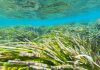 Dos algas invasoras pueden reducir hasta un 50 % la biomasa de las nuevas plantas de posidonia Compromiso con la protección de la posidonia en el seminario internacional de la Mediterranean Posidonia Network