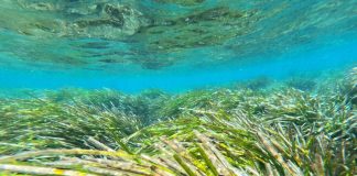 Dos algas invasoras pueden reducir hasta un 50 % la biomasa de las nuevas plantas de posidonia Compromiso con la protección de la posidonia en el seminario internacional de la Mediterranean Posidonia Network