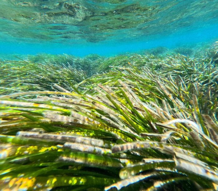Compromiso con la protección de la posidonia en el seminario internacional de la Mediterranean Posidonia Network