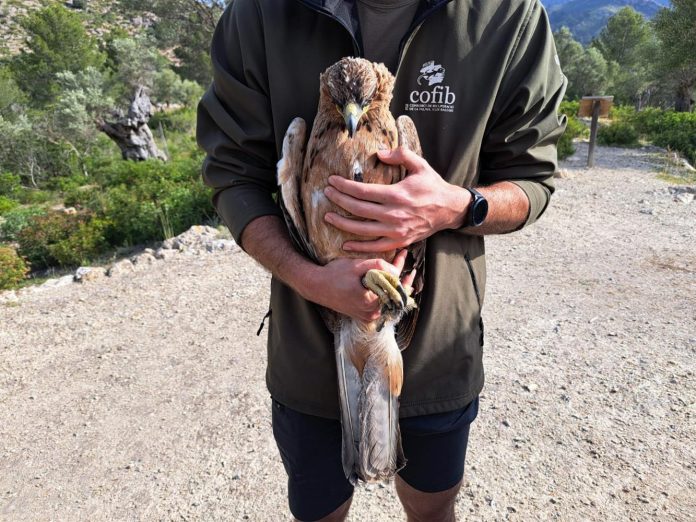 Liberada un águila de Bonelli recuperada en la finca pública de Galatzó y la equipa con seguimiento por satélite