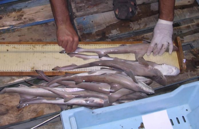 Baleares establece por primera vez una talla mínima para la pesca de la musola para garantizar su conservación