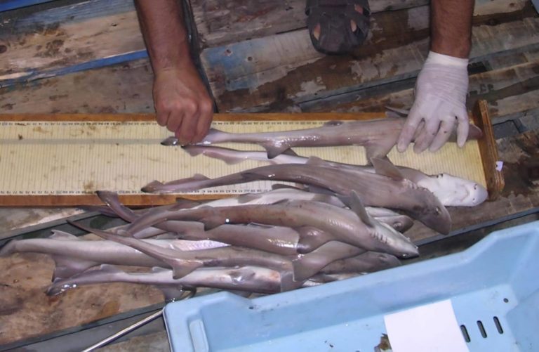 Baleares establece por primera vez una talla mínima para la pesca de la musola para garantizar su conservación