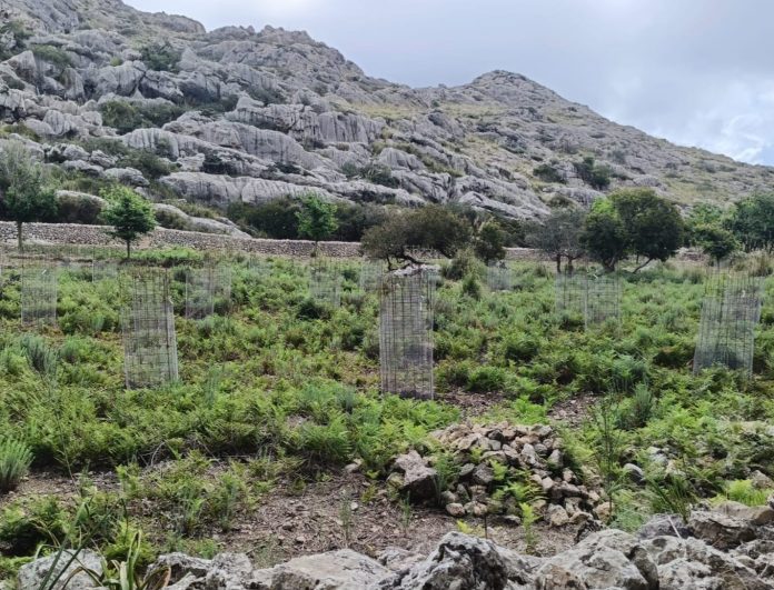 Impulso a la conservación de las encinas de bellota dulce en Mortitx como legado natural y cultural de Baleares